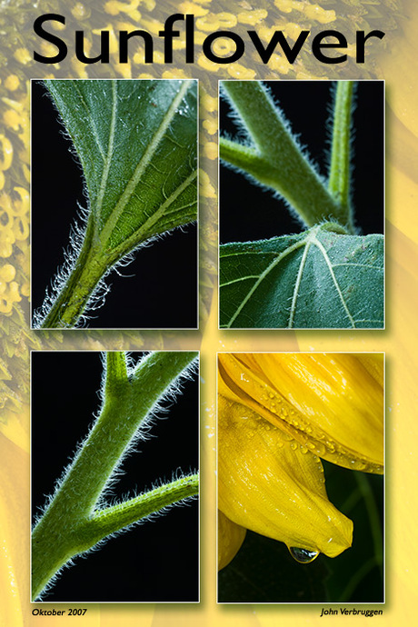 Sunflower (versie 1)