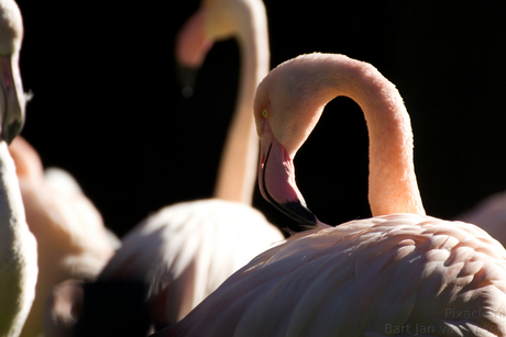 Flamingo in ochtendlicht