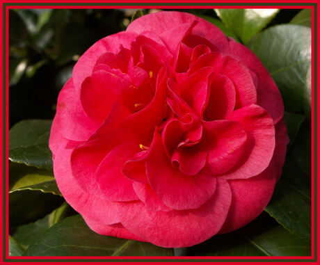 Camelia