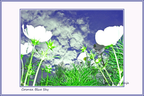 cosmea blue sky