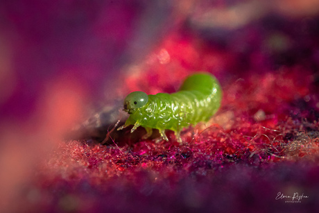 kleine groene rups in paars-roze-sjaal land