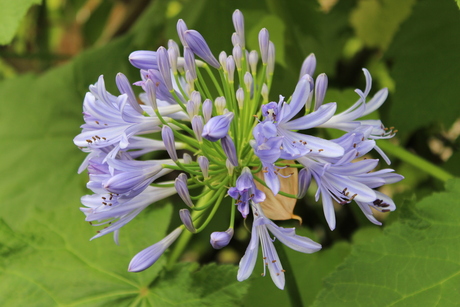 agapanthus