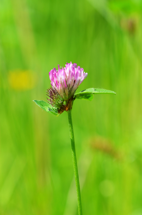 Natuur Schilderij