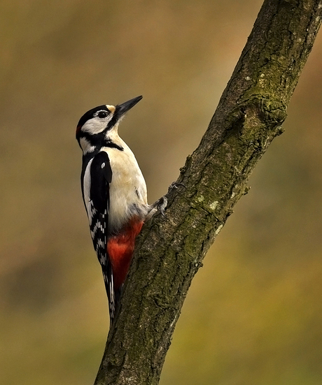 Dendrocopos major