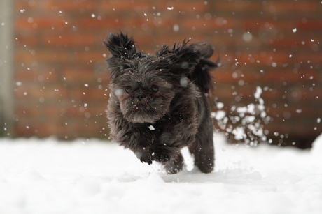 eerste keer sneeuw