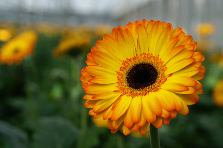 Gerbera