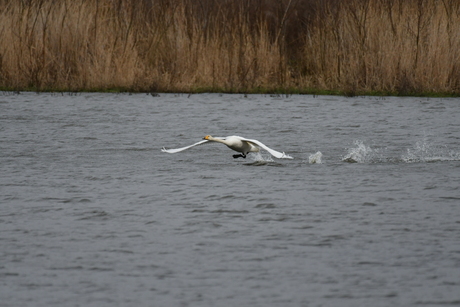 wilde zwaan