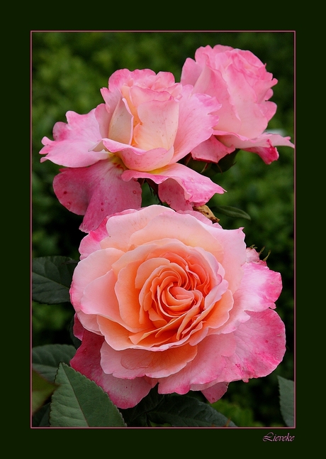 rosa rosae rosas