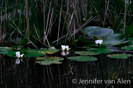 White Lilly's