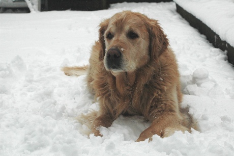 snowdog