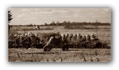 Riet snijden