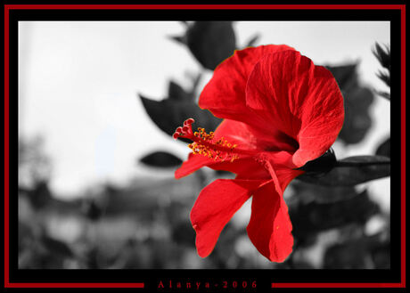 Red, red.......Flower!