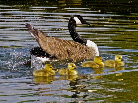 Spetterende zwemles