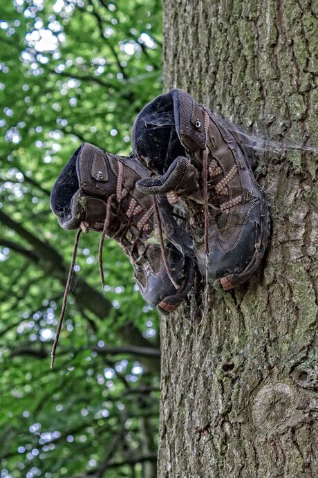 Aan de wilgen gehangen