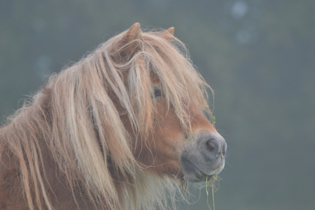 Sjetlander in de mist