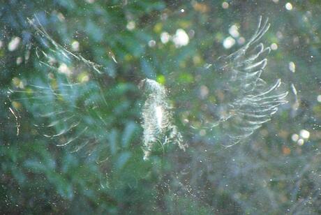 De vogels is gevlogen