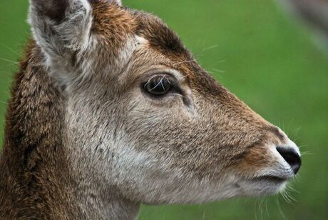 Hert bij de kinderboerderij