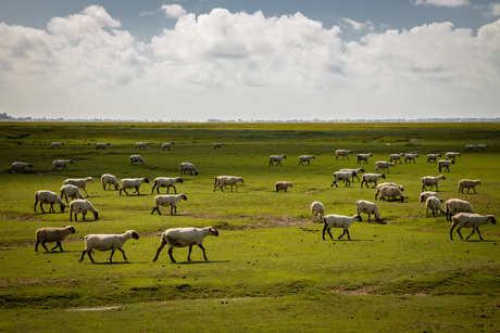 Baai van de Somme