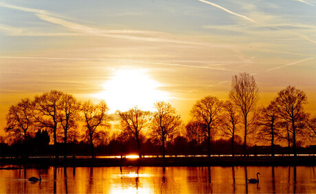 Zonsondergang met zwanen