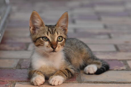 Kitten uit Kreta