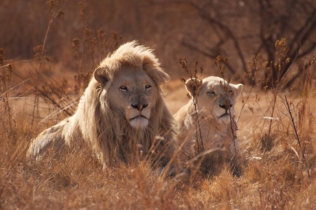 South Africa - lions