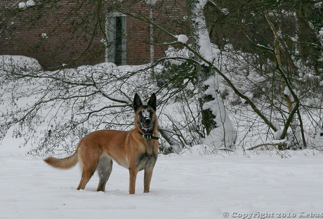 Amber in de sneeuw