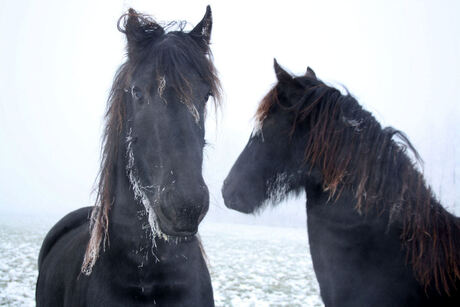 Paarden in de mist