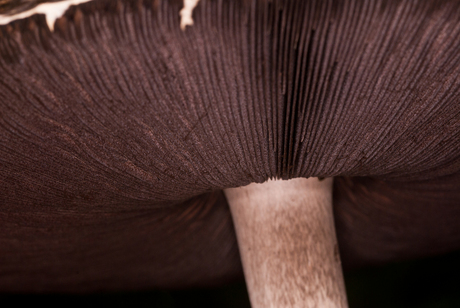 Misschien wat vroeg maar vanmorgen mijn eerste paddestoelen van het jaar gefotografeerd.