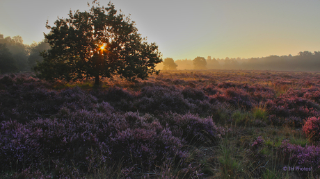 Gloeiende Heide