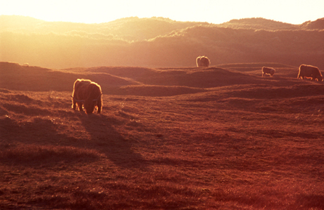 Hooglanders in de zonsondergang