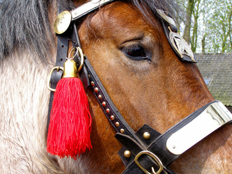 Paarden portret