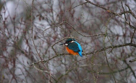 IJsvogel