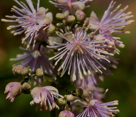 Thalictrum