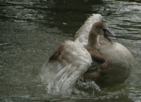 Jonge zwaan