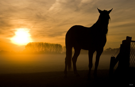 Weiland, zon en wat ochtendnevel.