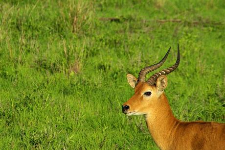 Impala