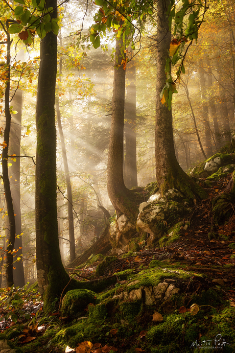 Een dag in het bos