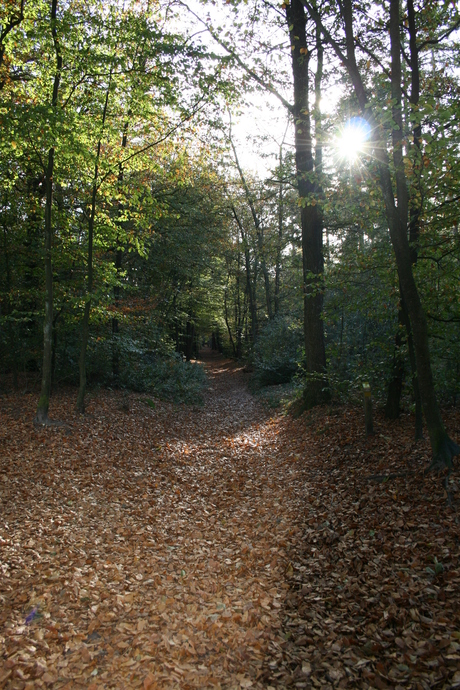 een mooie herfstdag