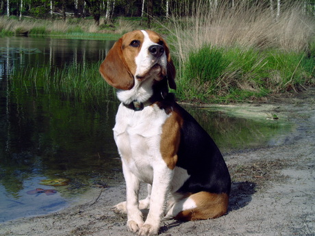 Timo de beagle