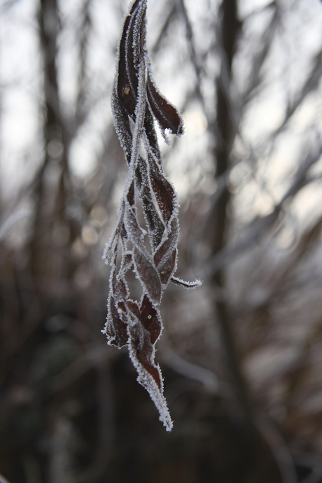 Winter in de Biesbosch