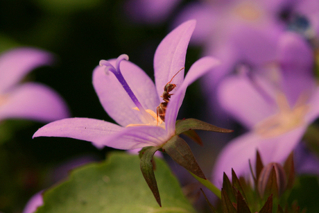 mier in een bloem