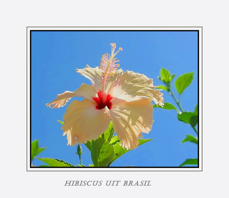 Hibiscus in Brazilie 2