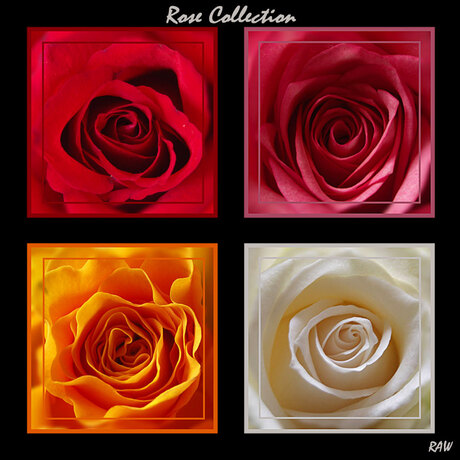 Rose collection