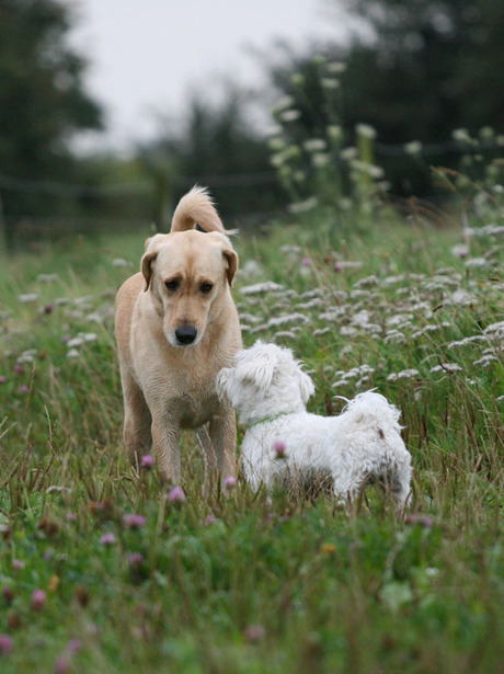 meeting labrador