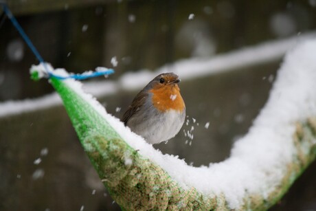 Sitting in the snow