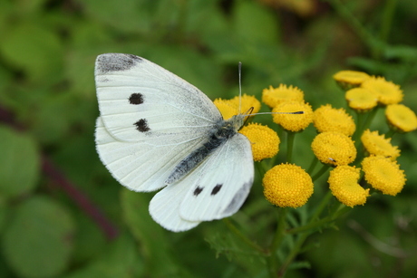 Vlinder op een bloem