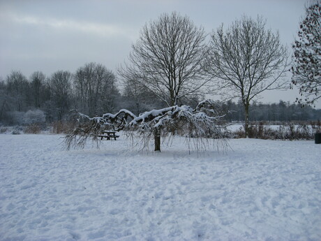 sneeuwboom