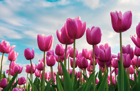 Tulip to the sky