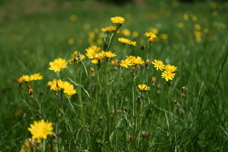 bloemetjes in 't gras