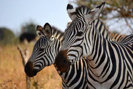 Zebra's in Tarangire NP